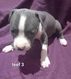 Amerikaanse stafford pups 100% bleu!!! Zuiver ras! Laatste 3, 8 tot 15 weken, American Staffordshire Terriër, Meerdere, Meerdere dieren