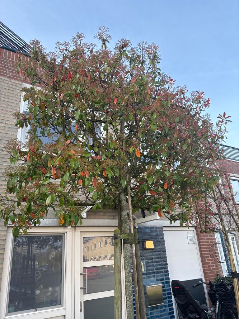 Photinia x fraseri ( Red Robin ) bomen 2x, Tuin en Terras, Ophalen, Halfschaduw, Overige soorten, Lente