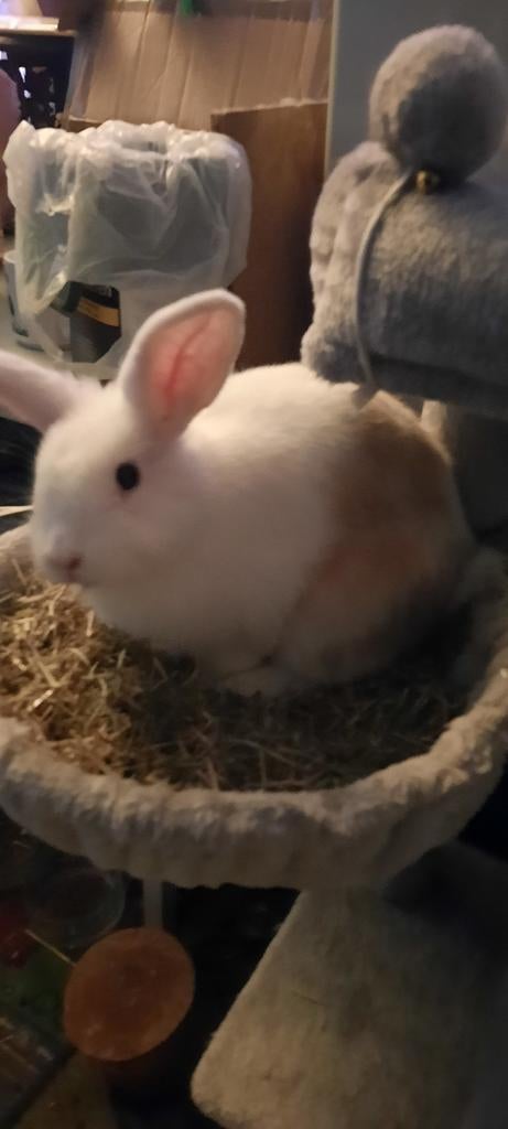 Nog 1 mannetje van 12 wk te koop, Dieren en Toebehoren, Konijnen, Meerdere dieren, Klein, 0 tot 2 jaar