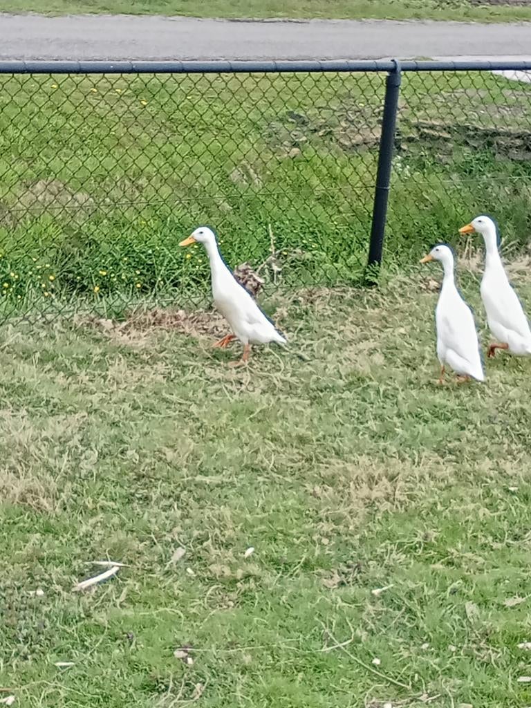 1-3 witte Indische loopeenden., Dieren en Toebehoren, Meerdere dieren, Eend