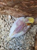 3 jonge valkparkieten 2026, Meerdere dieren, Parkiet