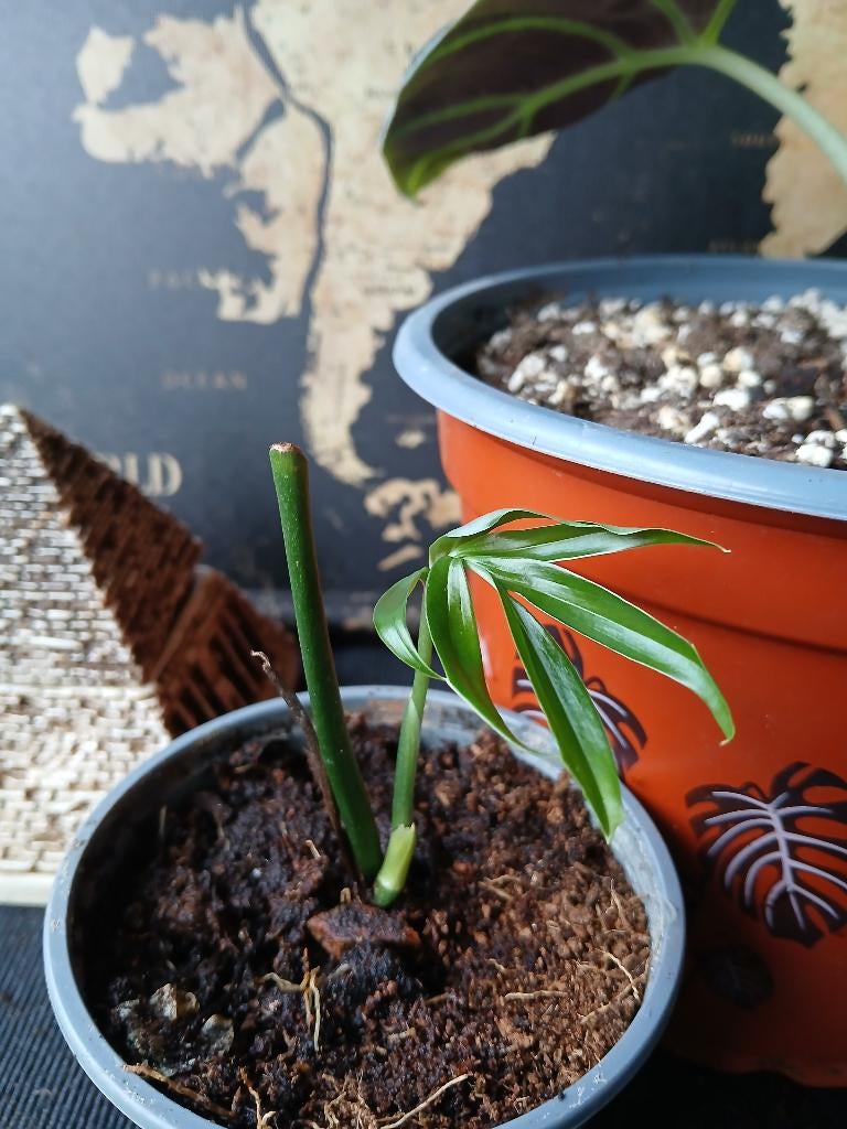 Alocasia & Monstera Siltepecana, Huis en Inrichting, Kamerplanten, Overige soorten, Minder dan 100 cm, Groene kamerplant, Halfschaduw