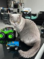 Britse korthaar, Poes, Gechipt, 3 tot 5 jaar