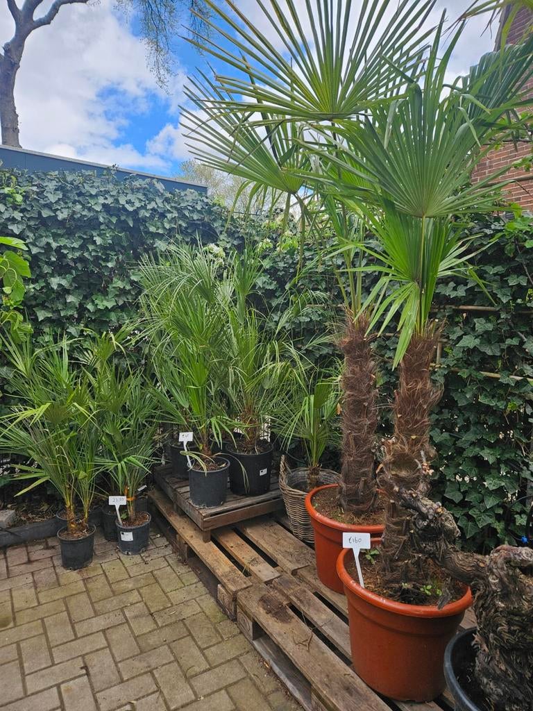 Olijfbomen palmbomen oleander eucalyptus vijgbomen jasmijn, Tuin en Terras, Ophalen of Verzenden, Overige soorten, Halfschaduw