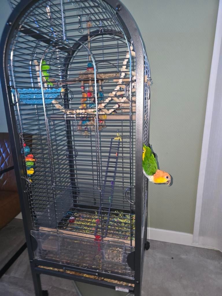 Roestkop caique, Dieren en Toebehoren, Vogels | Parkieten en Papegaaien, Mannelijk, Papegaai