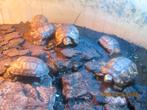 kinixys belliana nogueyi, Schildpad, Tam, 3 tot 6 jaar