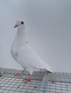 Kleurpostduif kleurpostduiven postduif, Dieren en Toebehoren, Vrouwelijk, Postduif