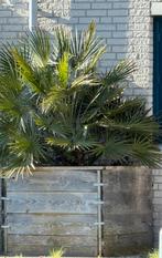Grote, winterharde Chamaerops Humilis (Europese dwergpalm), Volle zon, Vaste plant, Bloeit niet, Ophalen