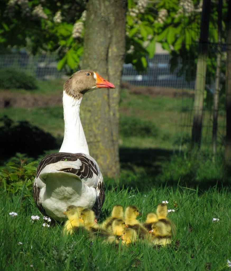 Kleine Twentse Landganzen kuikentjes te koop, Dieren en Toebehoren, Geslacht onbekend, Gans of Zwaan