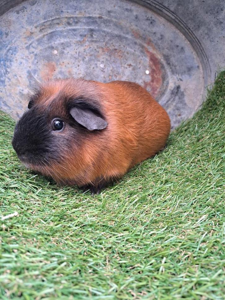 California cavia fokbeer, Dieren en Toebehoren, Knaagdieren, Mannelijk, Cavia, April, Tam