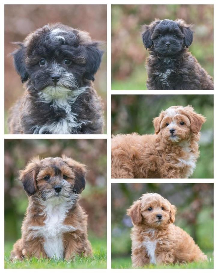supergave mini doodle pups, Dieren en Toebehoren, Honden | Niet-rashonden, Middel, Meerdere dieren, Fokker | Professioneel, Meerdere