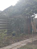 Tuinplant: Berberis, Ophalen, Halfschaduw, Overige soorten, Lente