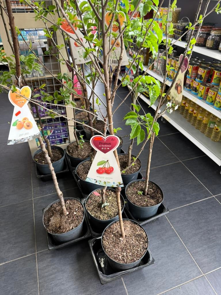 Fruitbomen  kers appel abrikoos peer, Ophalen of Verzenden, Overige soorten, Volle zon