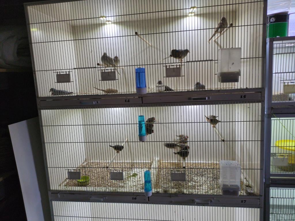 Zebravinken en diamantduifjes, Dieren en Toebehoren, Meerdere dieren, Overige soorten