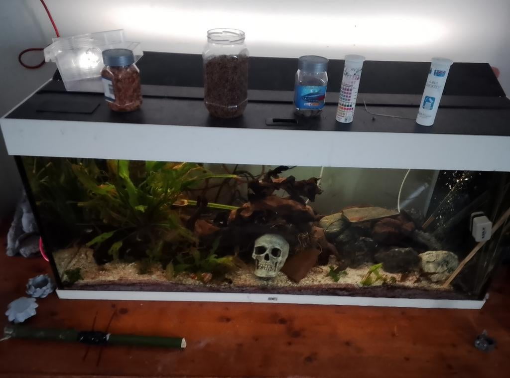 Aquarium, Ophalen