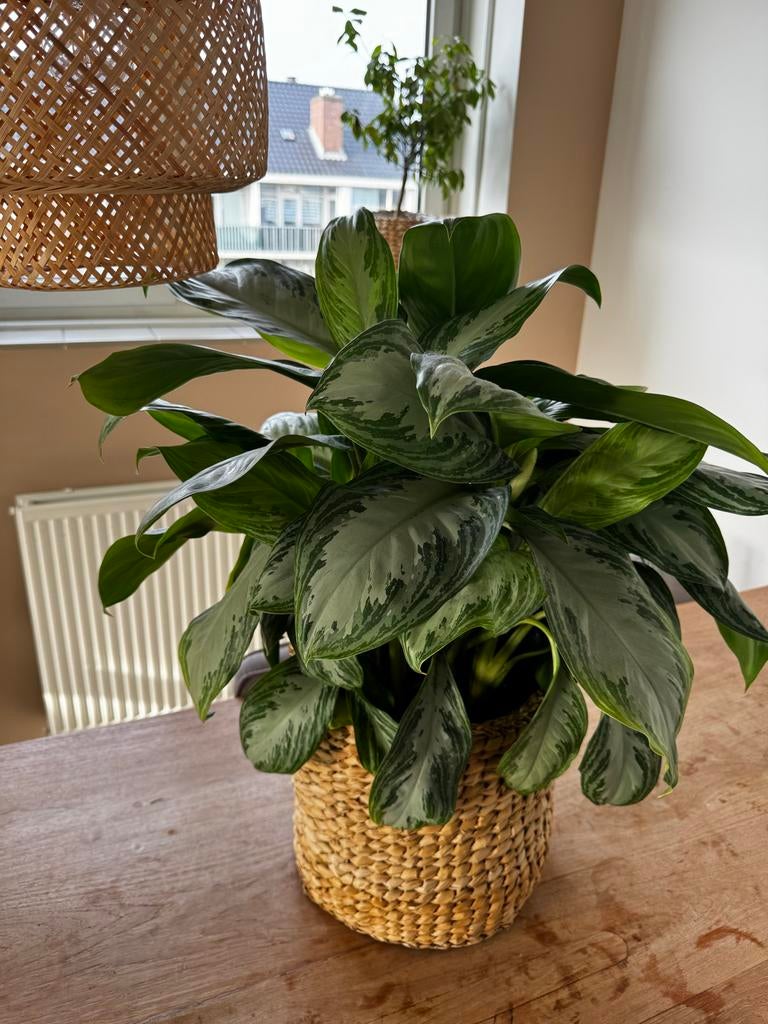 Grote Aglaonema plant in rieten mand, Vaste plant, Bloeit niet, Halfschaduw, Ophalen