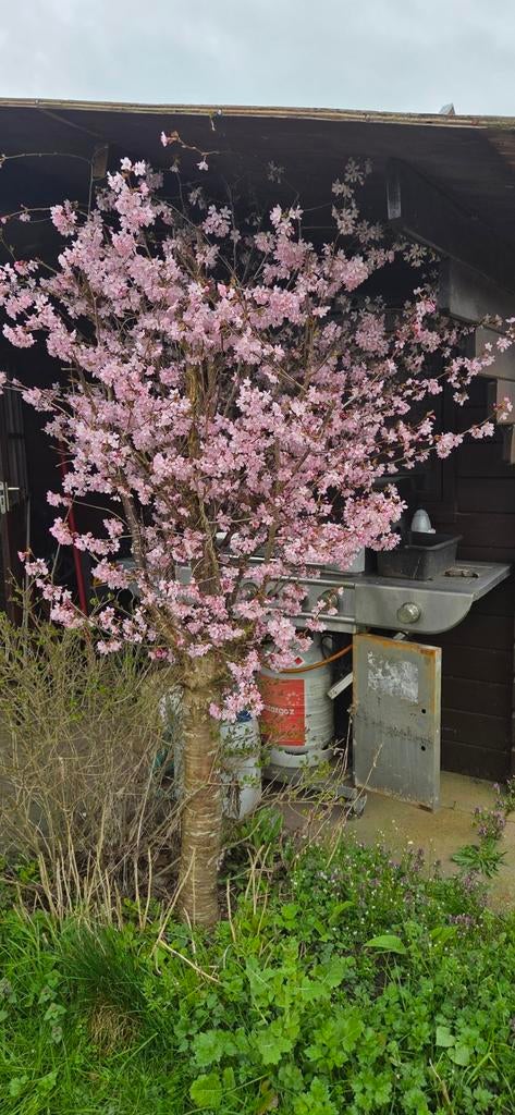 Japanse sierkers/ prunus, Ophalen, Halfschaduw, Overige soorten, Lente