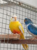 Tekoop  lutino  roodbuik splendid splendids pop, Dieren en Toebehoren, Vrouwelijk, Parkiet