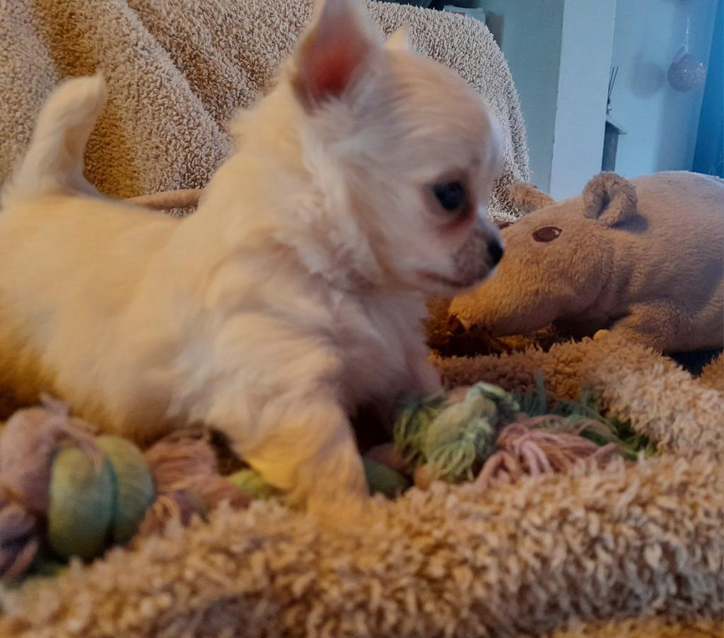 Chihuahua pups mini  mogen bijna verhuizen, Dieren en Toebehoren, Parvo, 8 tot 15 weken, Meerdere, Meerdere dieren