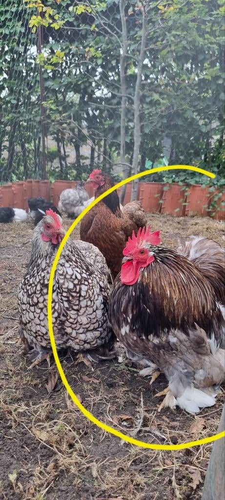 Cochin kriel haan, Mannelijk, Kip