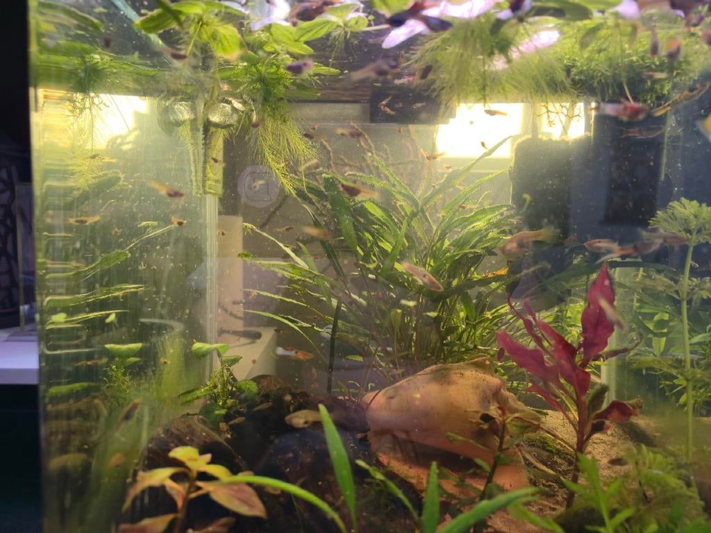 Endler guppen Eigen kweek, Dieren en Toebehoren, Vis, Zoetwatervis, Schoolvis