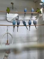Parkietjes, Dieren en Toebehoren, Vogels | Overige Vogels, Meerdere dieren