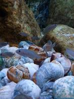 Neolamprologus Simillis., Vis, Zoetwatervis, Schoolvis