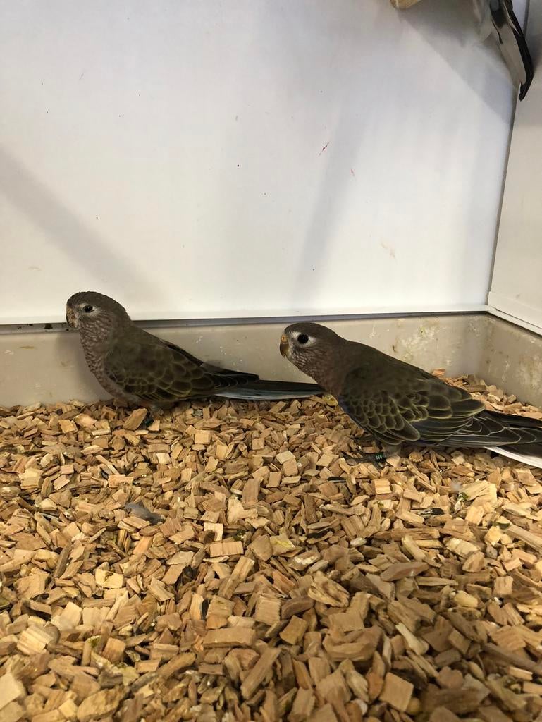 Bourkeparkieten, Dieren en Toebehoren, Vogels | Parkieten en Papegaaien