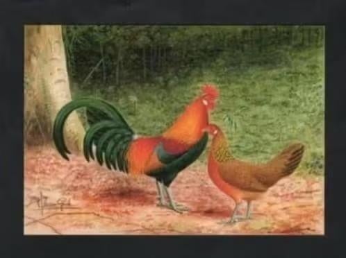 Pluimvee Kippen Rode Kamhoen Boerderij, Van Gink, Ophalen of Verzenden, 1980 tot heden, Ongelopen, Vogel