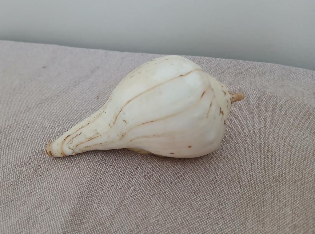 Natuurlijke Shankh / Sankha schelp., Verzamelen, Mineralen en Fossielen, Ophalen of Verzenden, Schelp(en)