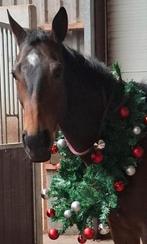 Prachtige merrie, Merrie, 160 tot 165 cm, Gechipt, 7 tot 10 jaar