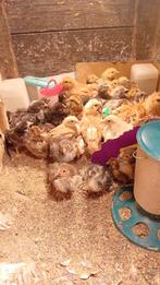 Hanen kuikens wyandotte kriel en de grote krul of glad veer., Dieren en Toebehoren, Pluimvee, Mannelijk, Kip