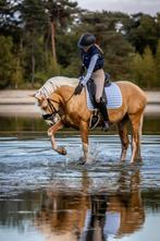 Prachtige Palomino E pony ruin, Dieren en Toebehoren, Pony's, Ruin, 3 tot 6 jaar