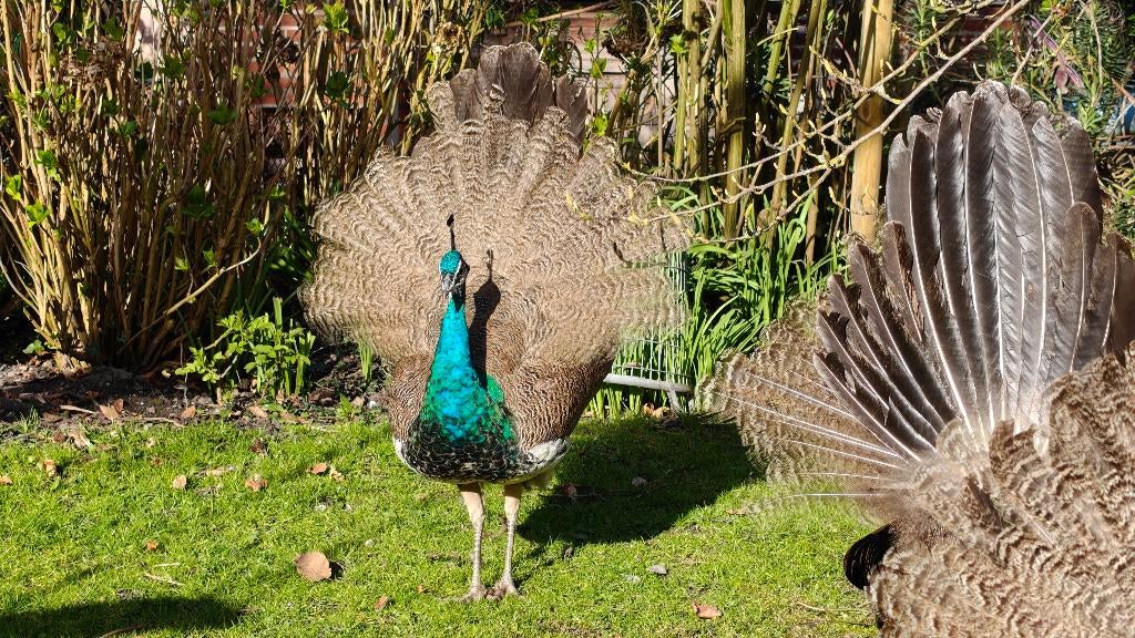 Prachtige jonge pauwen mannetjes / mannetjespauw Blauwe Pauw, Dieren en Toebehoren, Mannelijk, Overige soorten