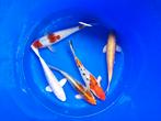 Koi 25-30 cm desgewenst bezorgd aan huis, Dieren en Toebehoren, Vissen | Vijvervissen, Karper of Koi