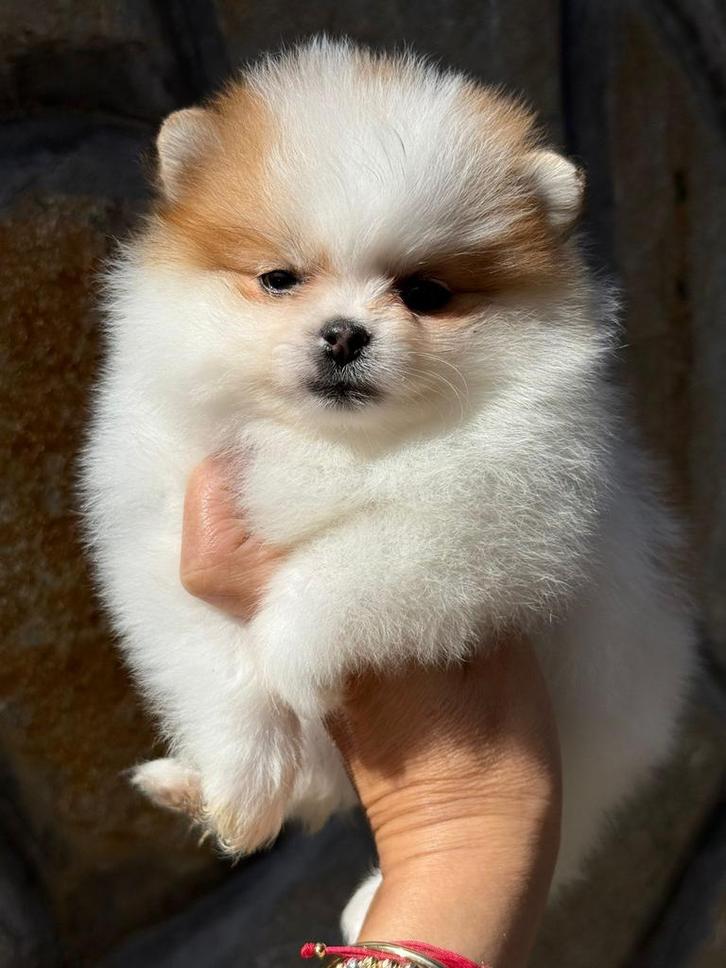 Mini Pomeranian, Dieren en Toebehoren, Honden | Niet-rashonden, Klein, Teef, Particulier, Eén hond, Buitenland, 15 weken tot 1 jaar