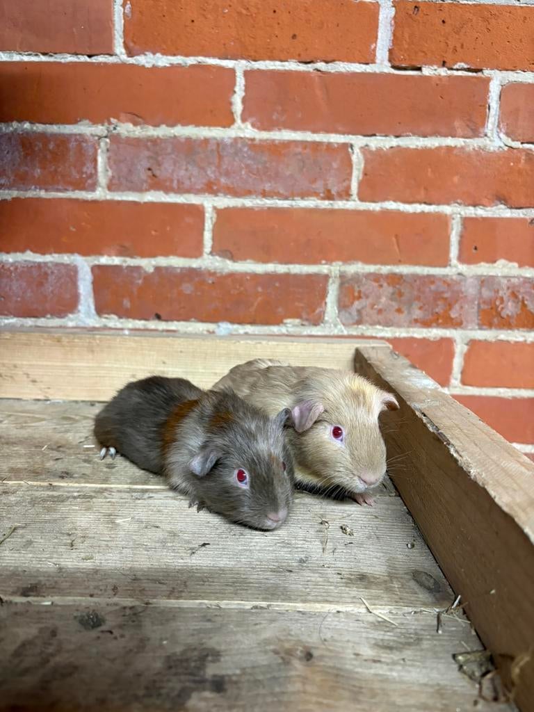 Cavia beertjes, Mannelijk, Tam, Maart, Cavia