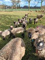 Te koop., Dieren en Toebehoren, Mannelijk, Schaap