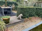 Betonnen Tuinbeeld Varken - Mooi Verweerd, Tuin en Terras, Tuinbeelden, Ophalen, Gebruikt, Beton, Dierenbeeld