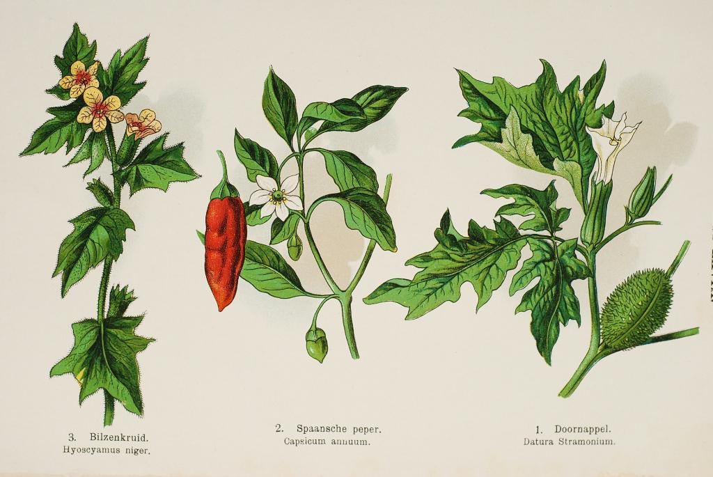 De nachtschadefamilie - Antieke illustratie, Verzenden, Voor 1940, Gebruikt, Natuur