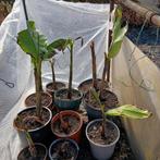 Bananen planten, Ophalen of Verzenden, Overige soorten, Volle zon
