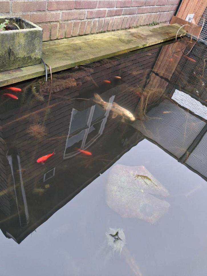 Gratis Vijvervissen incl Koi, Dieren en Toebehoren, Vissen | Vijvervissen, Goudvis(sen)