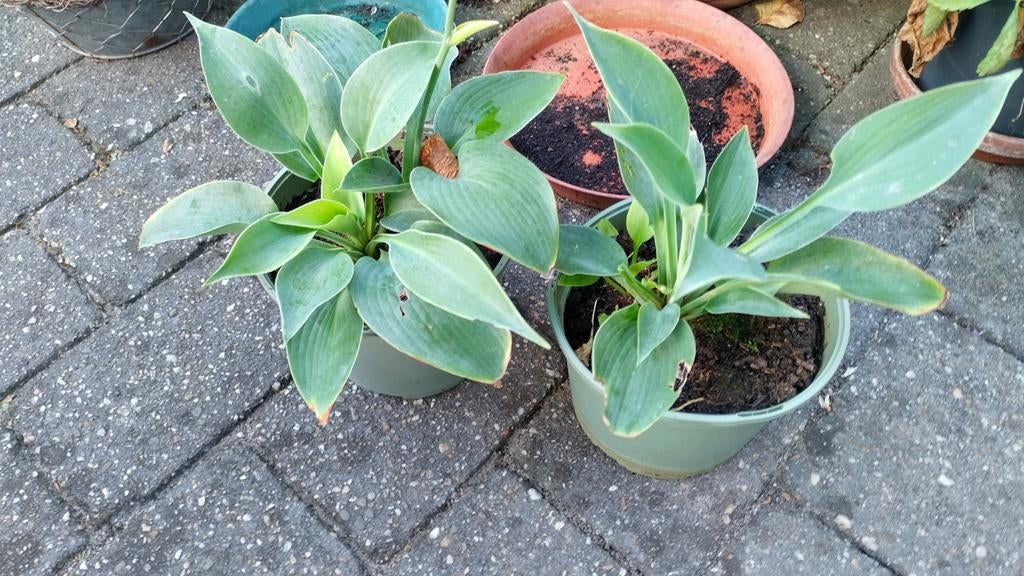 Mooie laag blijvende grijze hosta s, Tuin en Terras, Planten | Tuinplanten, Ophalen, Overige soorten, Volle zon