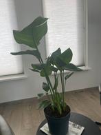 Strelitzia Nicolai, Huis en Inrichting, Kamerplanten, Ophalen of Verzenden, Minder dan 100 cm