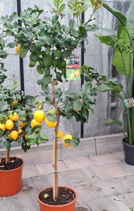 Citrus lemon citroen met gekleurde vruchten, Overige soorten, Minder dan 100 cm, Zomer, Ophalen