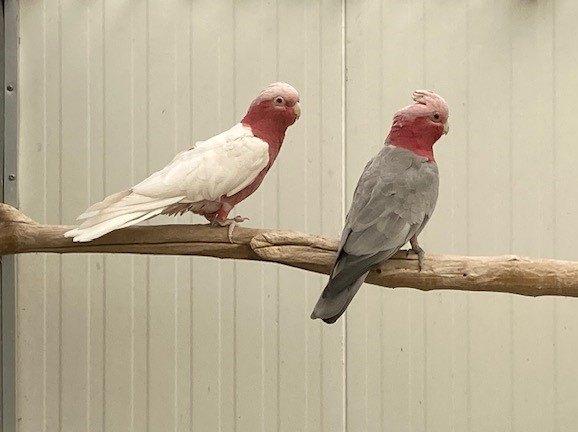 Koppel rose kaketoes split / lutino, Meerdere dieren, Parkiet, Geringd