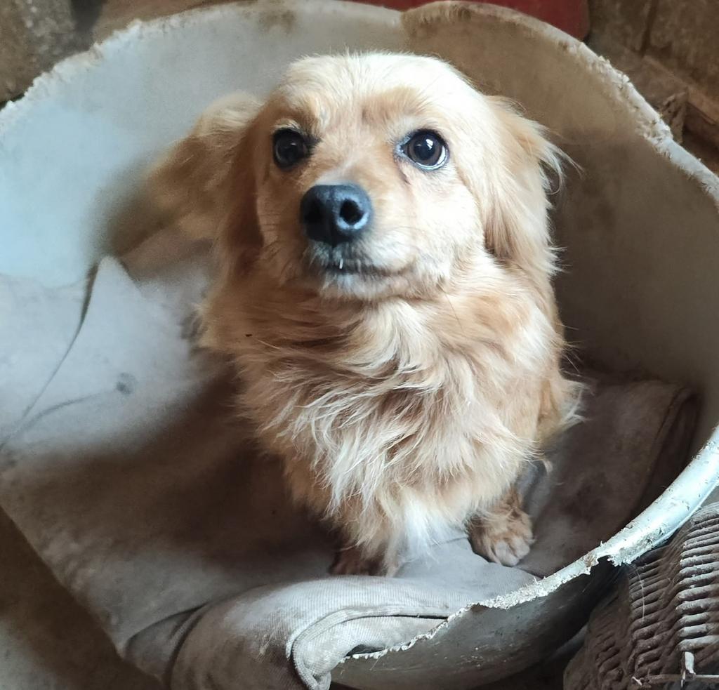 Lieve kleine Bella werd gedumpt als oud vuil, Particulier, 1 tot 2 jaar, Buitenland, Teef