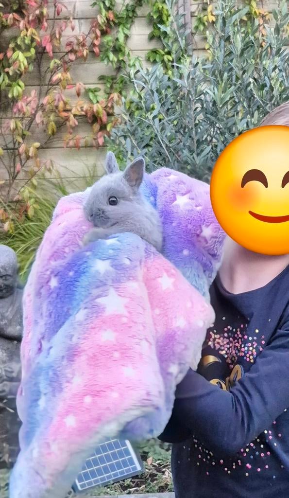 Super tam mega kleinblijvend baby konijntje, Mannelijk, Dwerg, 0 tot 2 jaar