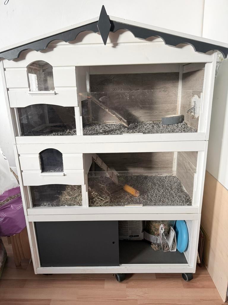 Drie super schattige cavias evt met hok., Dieren en Toebehoren, Ophalen, Gebruikt, 90 cm of meer, Hok