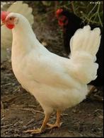 Dekalb white broedeieren gezocht, Dieren en Toebehoren, Geslacht onbekend, Kip